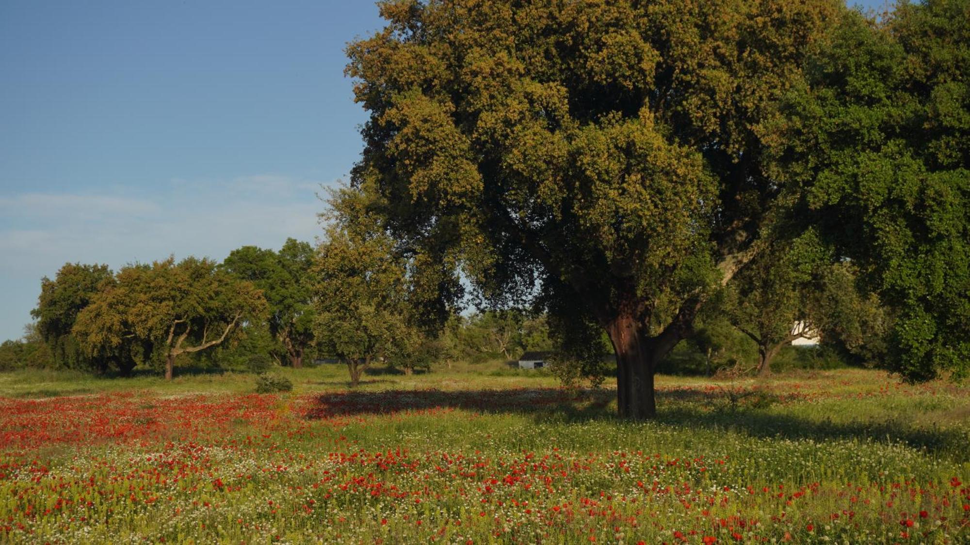 Quinta Cestas - * Estremoz